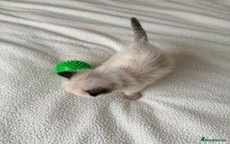Ragdoll cats for sale: Title: Pure and  Fluffy Pedigree Ragdoll Kittens - Image 6