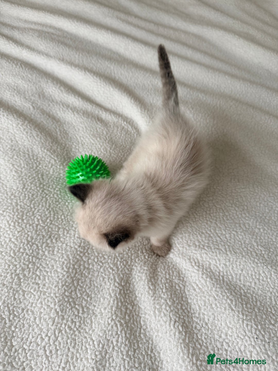 Ragdoll cats for sale: Title: Pure and  Fluffy Pedigree Ragdoll Kittens - Image 6