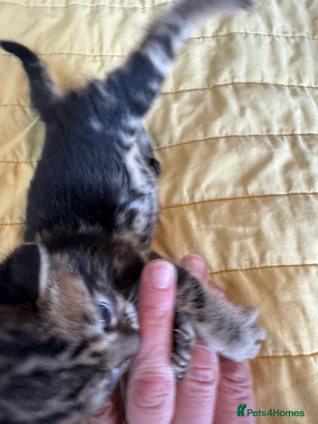 Bengal cats for sale: 3/4 bengal 1/4BSH - Advert 28