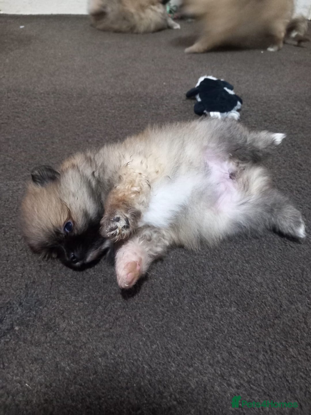 Pomeranian dogs for sale: Pomeranian puppy  - Advert 18