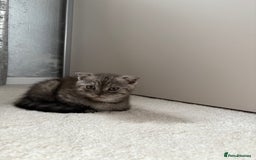 Scottish Fold cats for sale: Scottish fold kittens ready to find new homes - Image 4