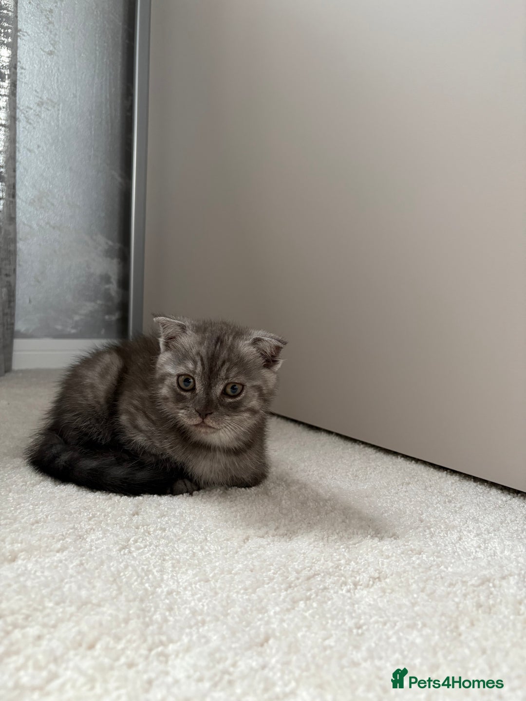 Scottish Fold cats for sale: Scottish fold kittens ready to find new homes - Image 4