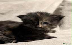 Maine Coon cats for sale: Maine Coon crossed Ragdoll kittens - Image 14