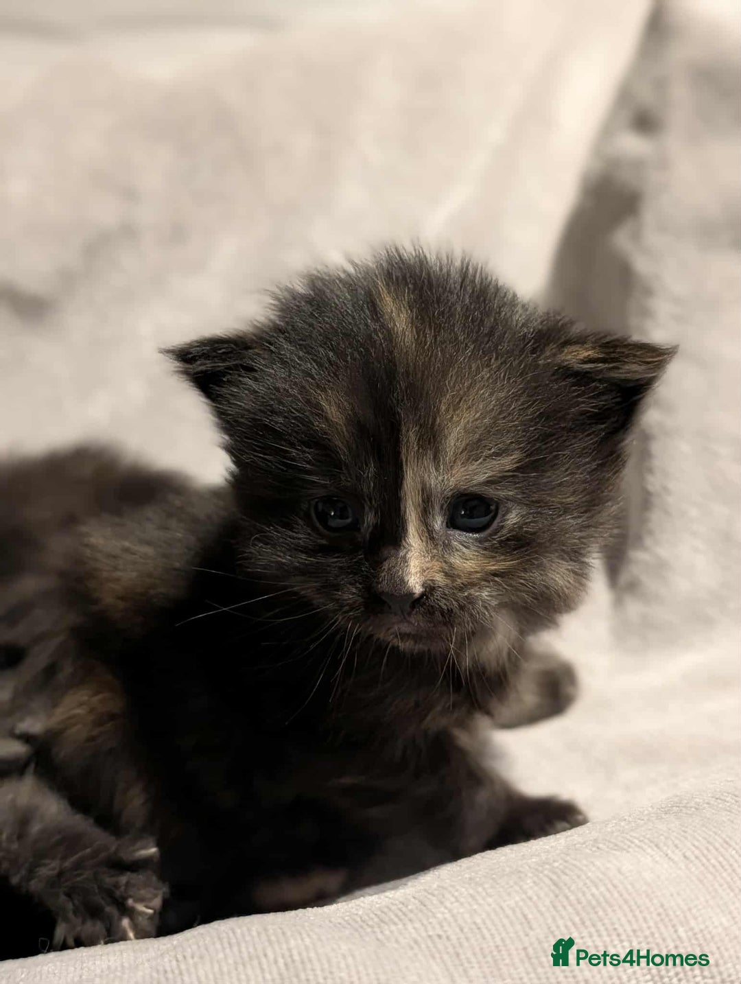 Maine Coon cats for sale: Maine Coon crossed Ragdoll kittens - Image 14