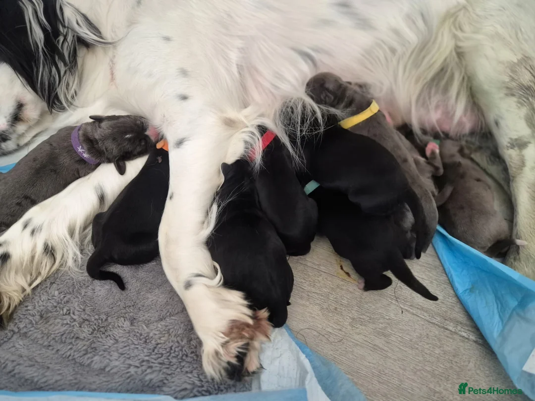 Mixed Breed dogs for sale: Gorgeous cane corso cross springer puppies  - Advert 18