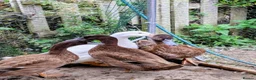 Chickens poultry for sale: Ducks! FREE to good home - Advert 3