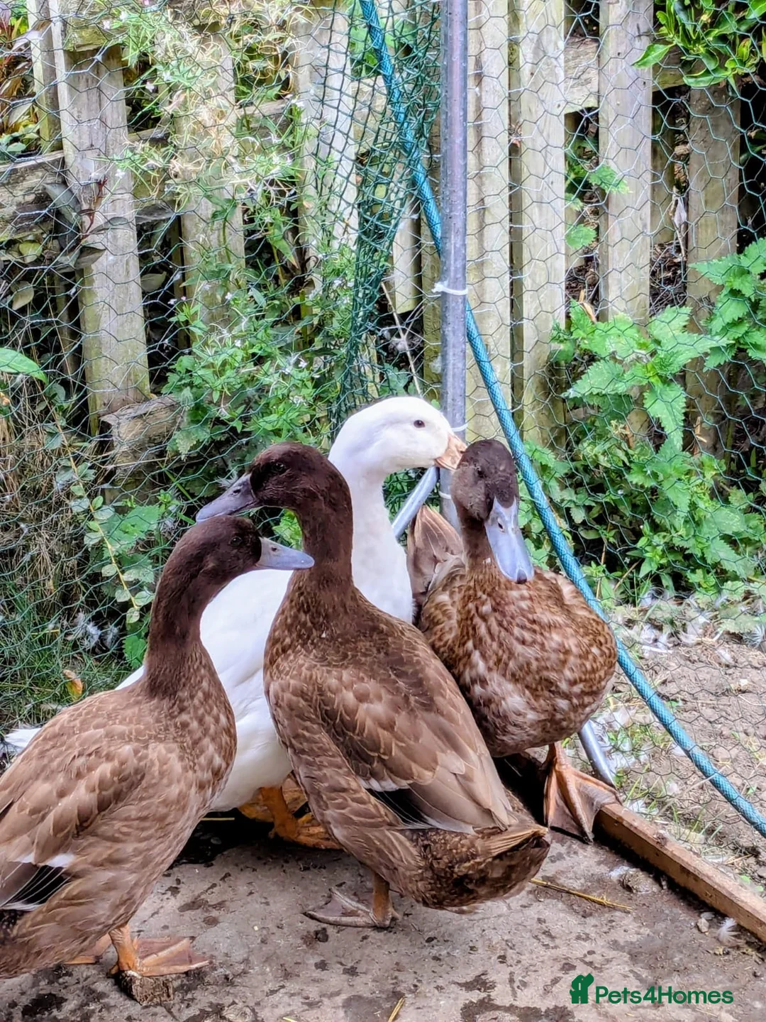 Chickens poultry for sale: Ducks! FREE to good home - Advert 3