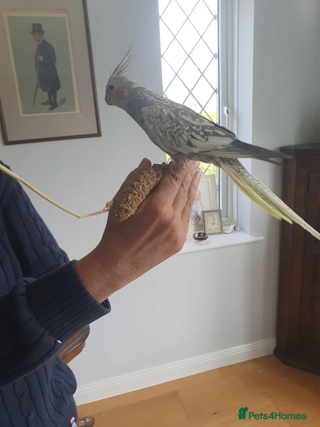 Cockatiels birds for sale: 2 beautiful Cockatiels in Tonbridge - Advert 2