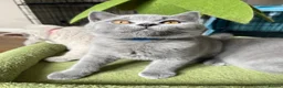 British Shorthair cats for sale: Lilac & Blue BSH’s GCCF available in 1 week 🩵💜 - Advert 14