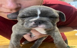 French Bulldog dogs for sale: 4 cute puppies looking for new loving homes - Image 17