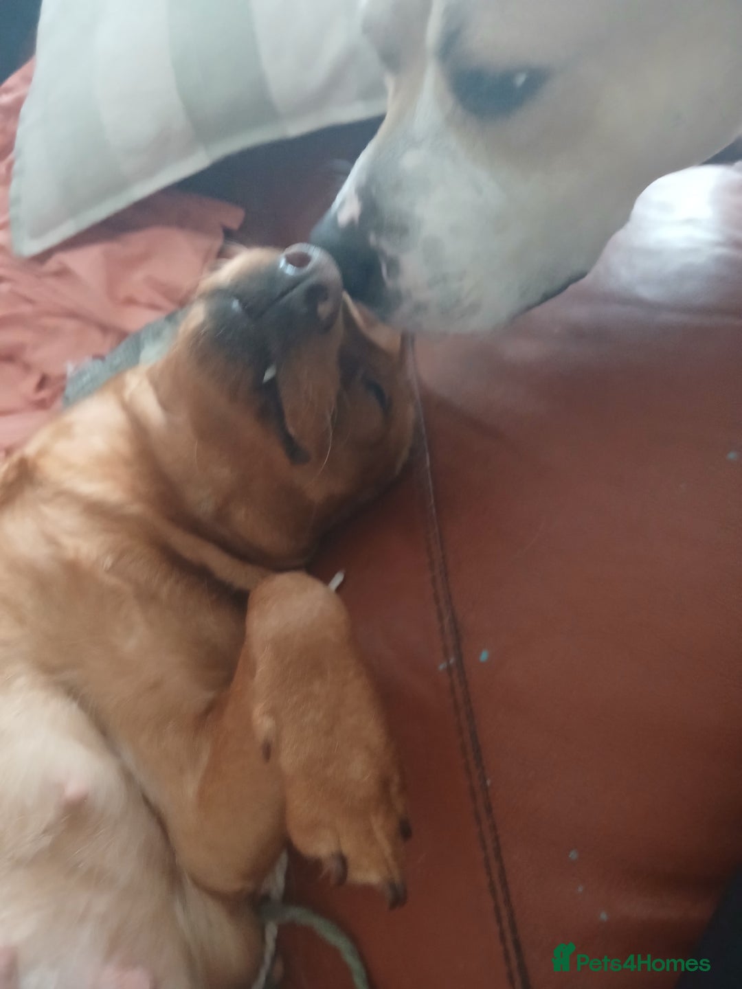 Mixed Breed dogs for sale: Lab cross puppies  - Advert 9