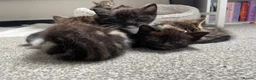 Mixed Breed cats for sale: Beautiful kittens for sale. - Advert 10