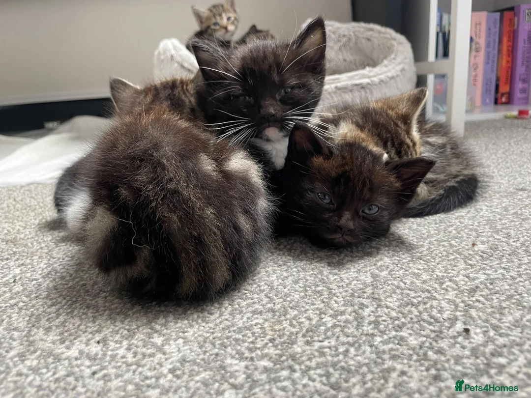 Mixed Breed cats for sale: Beautiful kittens for sale. - Advert 10