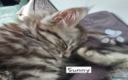 Maine Coon cats for sale: Large pedigree Tica Maine coon kittens READY  - Image 15