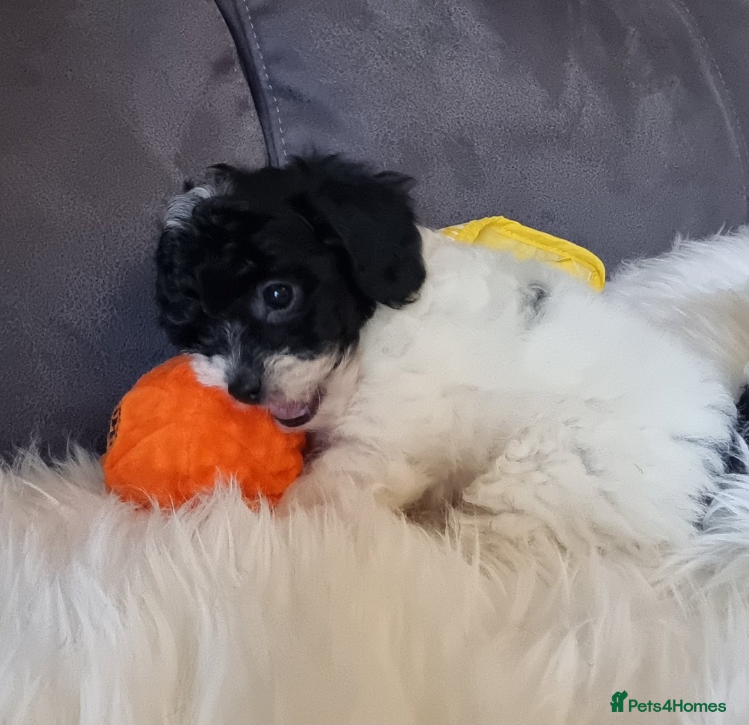 Cockapoo dogs for sale: Best Friend Sofa Companions 🥰 Fully vaccinated  - Image 21