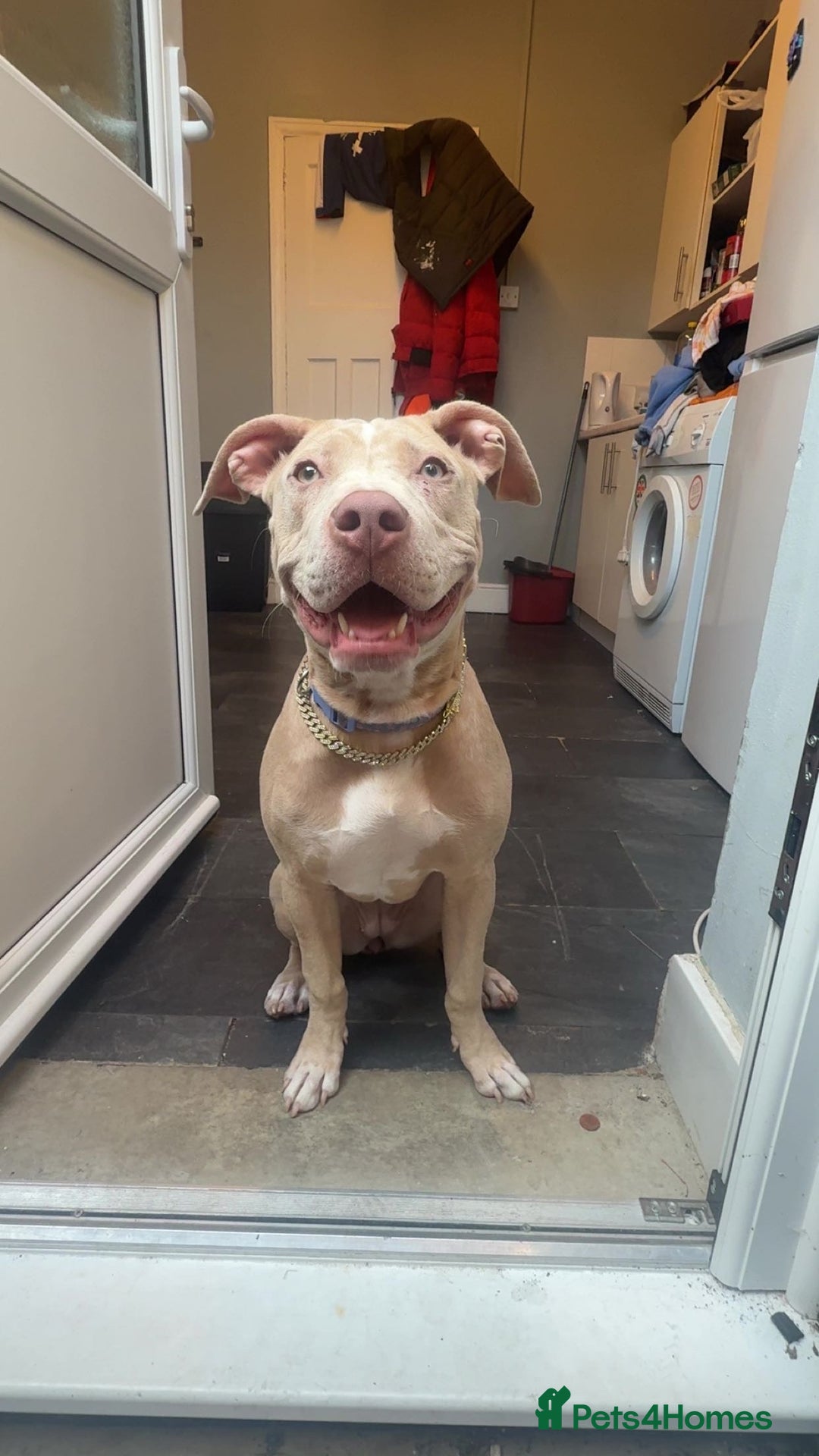 Mixed Breed dogs for sale: Kali  - Image 1