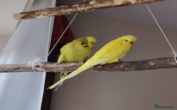 Budgerigars birds for sale: Hen and male English budgies  - Image 1