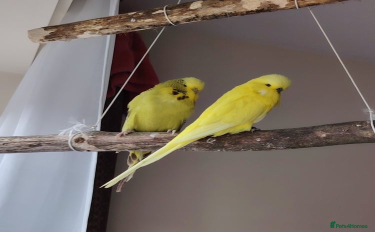 Budgerigars birds - Advert 2