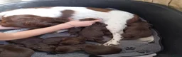 Sprocker dogs for sale: F1 sprocker puppies - Advert 12