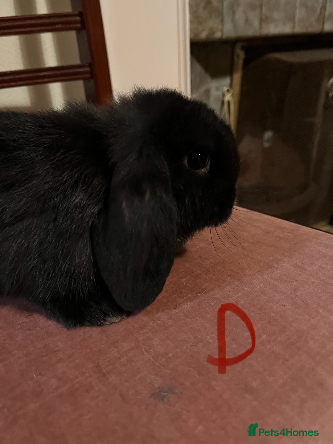 Mini Lop rabbits for sale: Fabulous Super Friendly Mini Lops - Advert 26