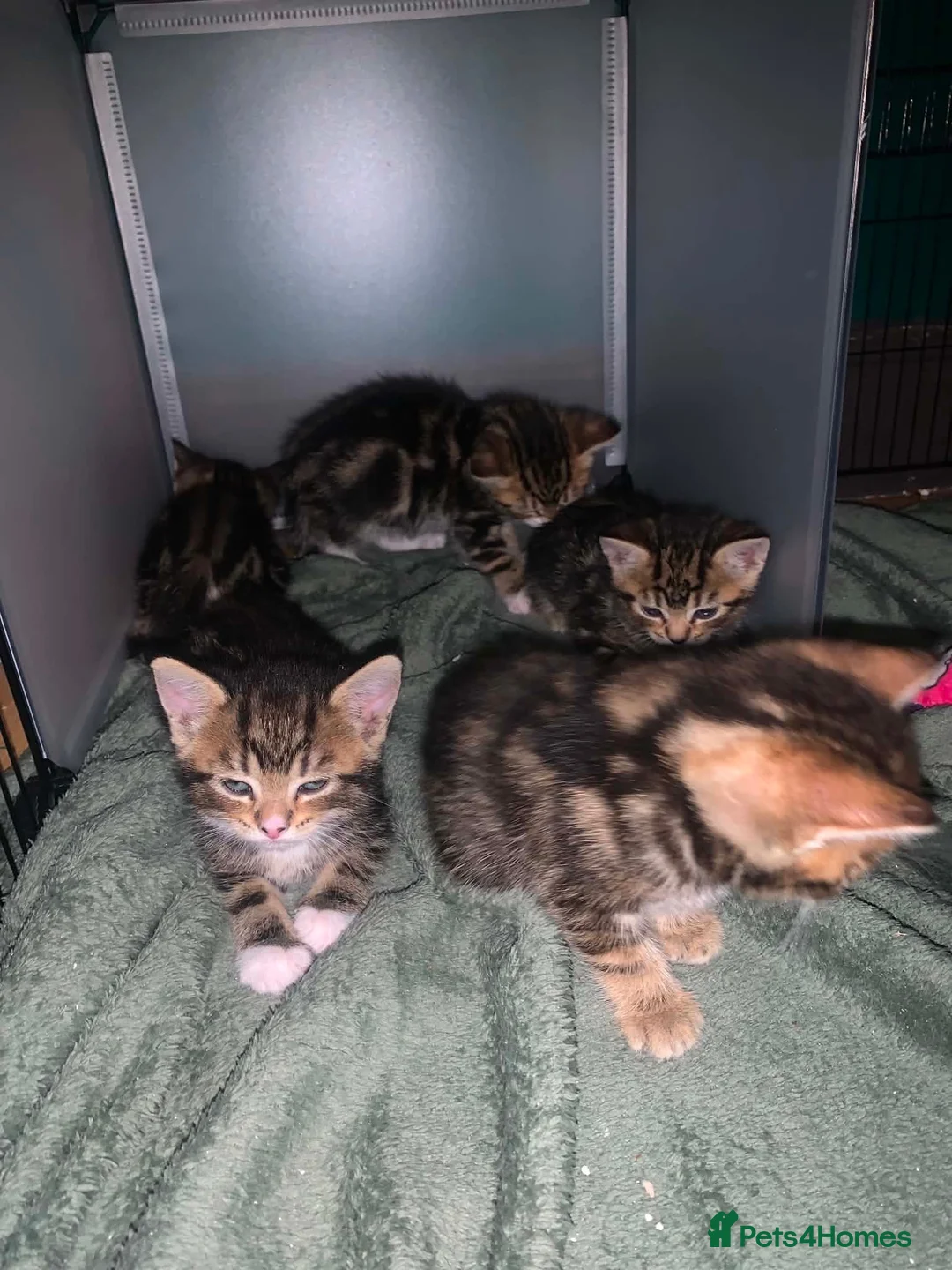 Mixed Breed cats for sale: Mixed Breed Classic Tabby Kittens  in Gainsborough - Advert 2