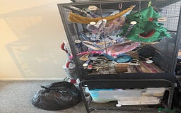 Rat rodents for sale: 3 male rats and massive amount of accessories  - Image 13