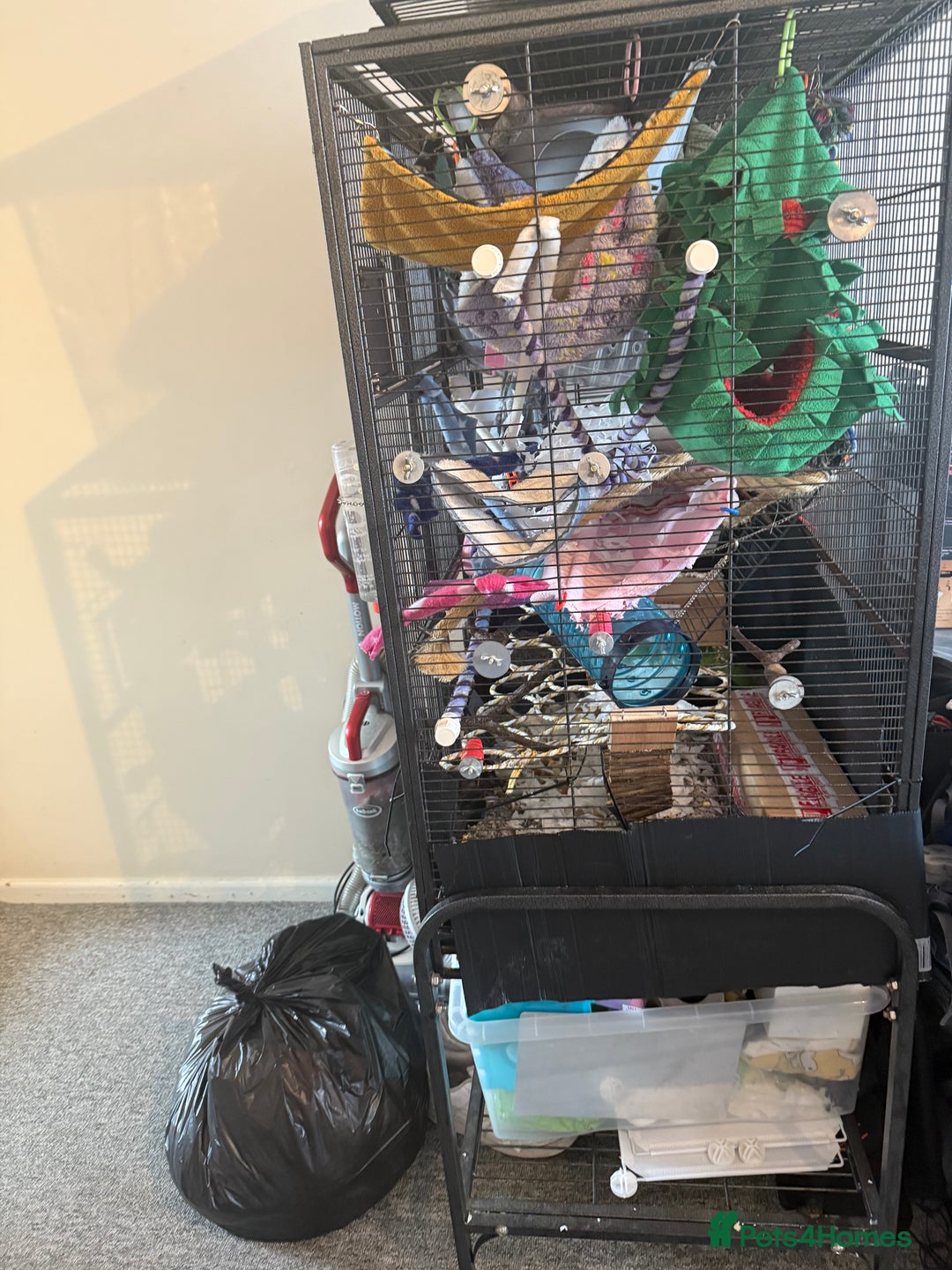 Rat rodents for sale: 3 male rats and massive amount of accessories  - Image 13