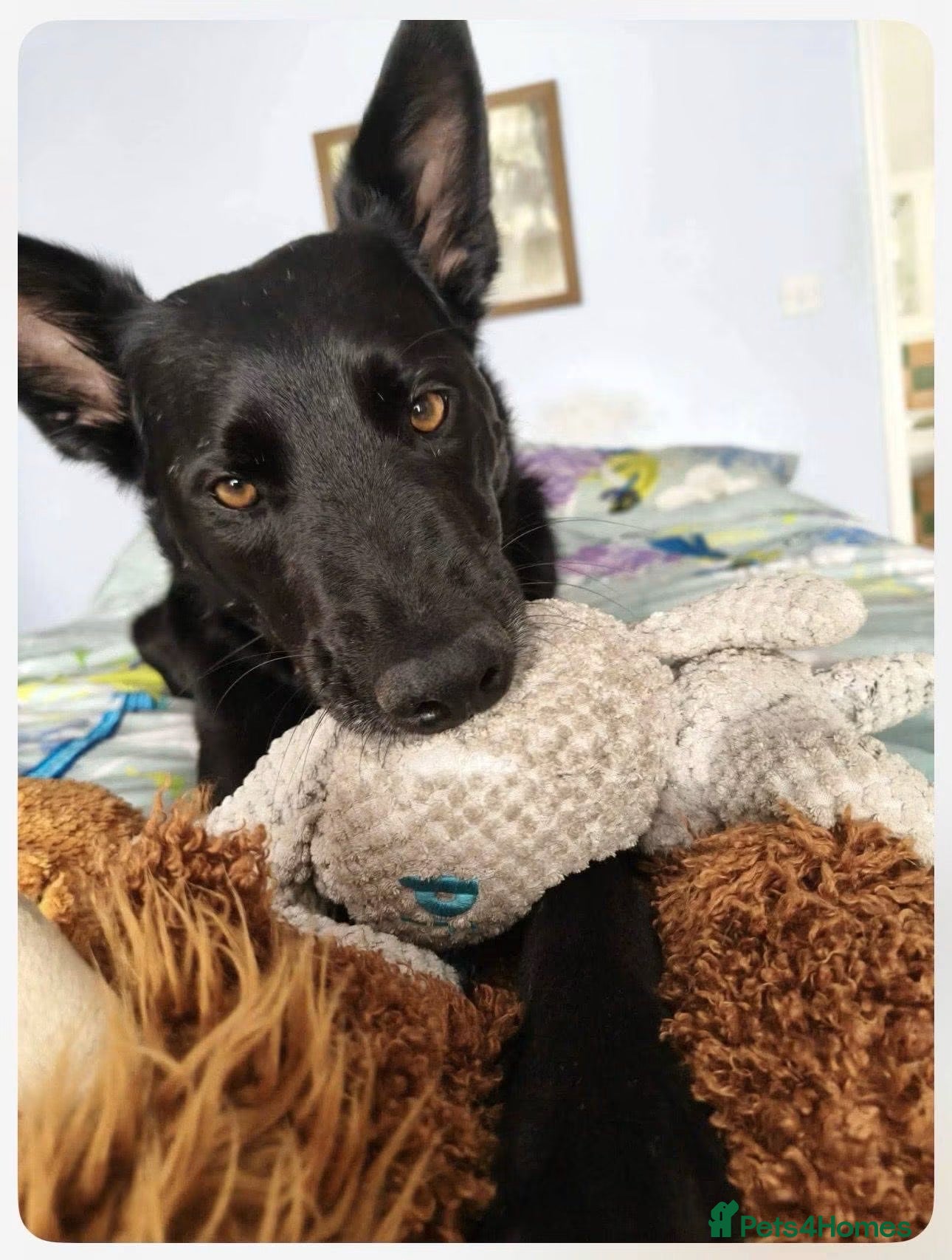 Border Collie dogs HENNESSY  - Advert 1