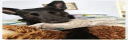 Border Collie dogs for adoption: HENNESSY  - Advert 1