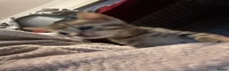 Bengal cats for sale: Gorgeous brown spot bengal kittens  - Advert 4