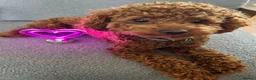 Toy Poodle dogs for stud: KC registered,RedToy poodle,for stud only🐾HUGO🐾  - Advert 4