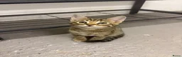 Bengal cats for sale: Beautiful Bengal x kittens  - Advert 2