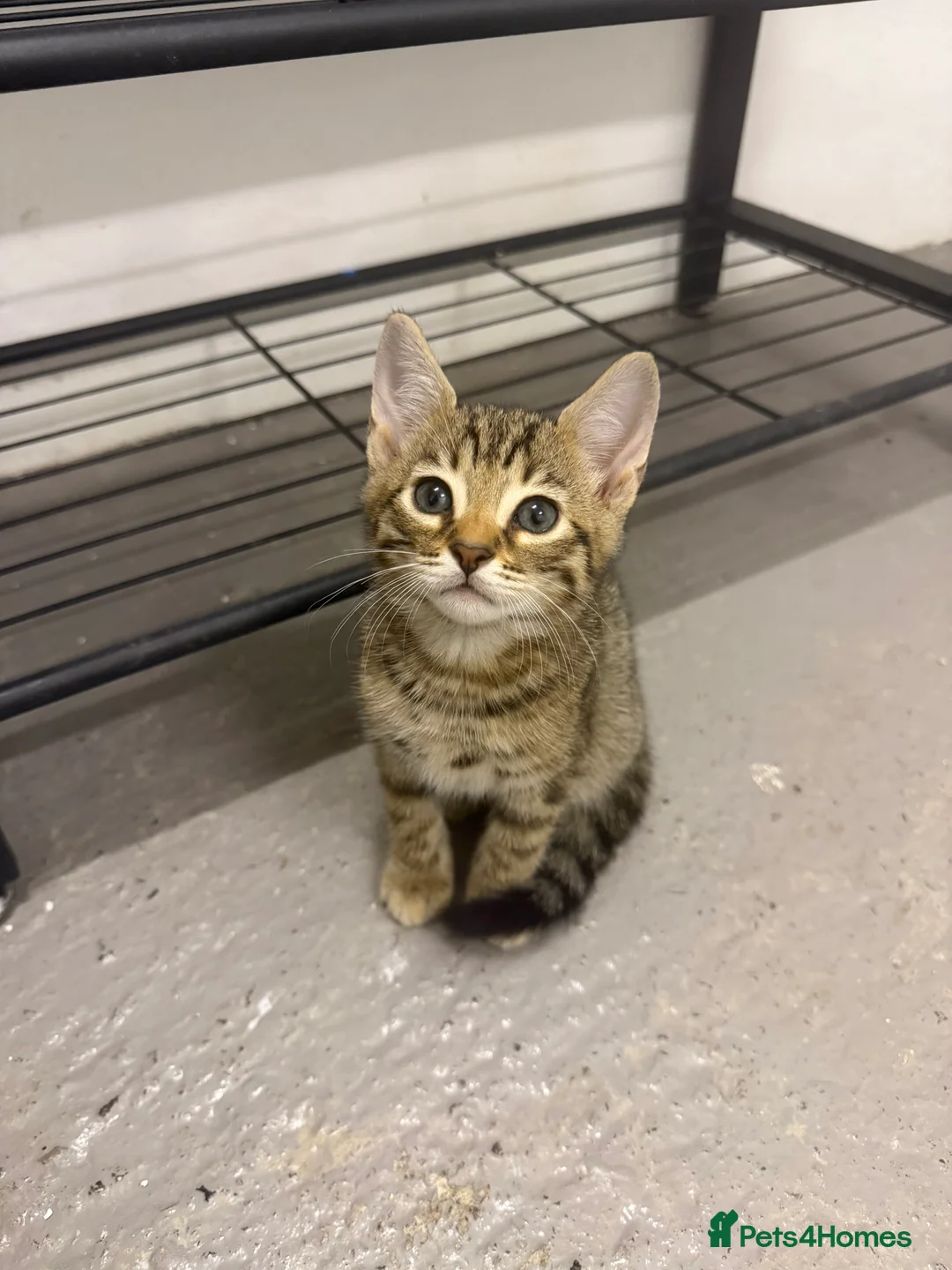 Bengal cats for sale: Beautiful Bengal x kittens  - Advert 2