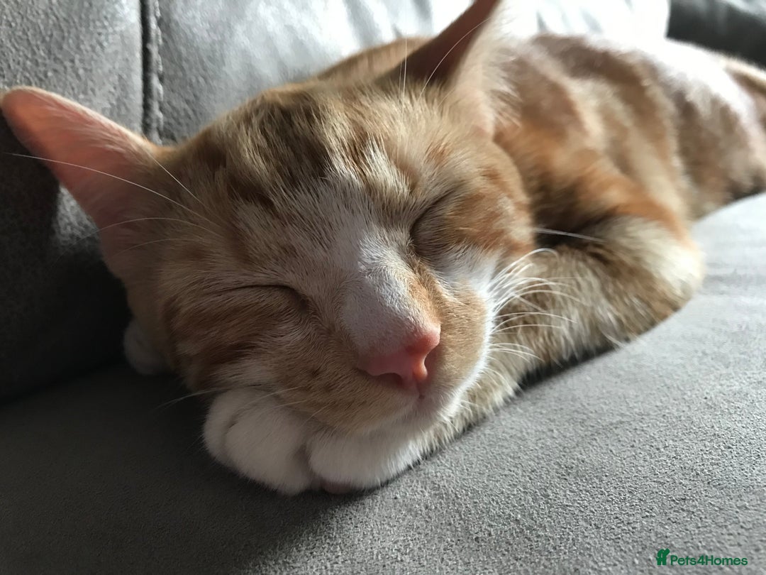 British Shorthair cats for sale: Beautiful ginger and white male kitten. - Image 1