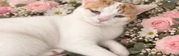 Domestic Shorthair cats for sale: Male cat for adoption  in Luton - Advert 2