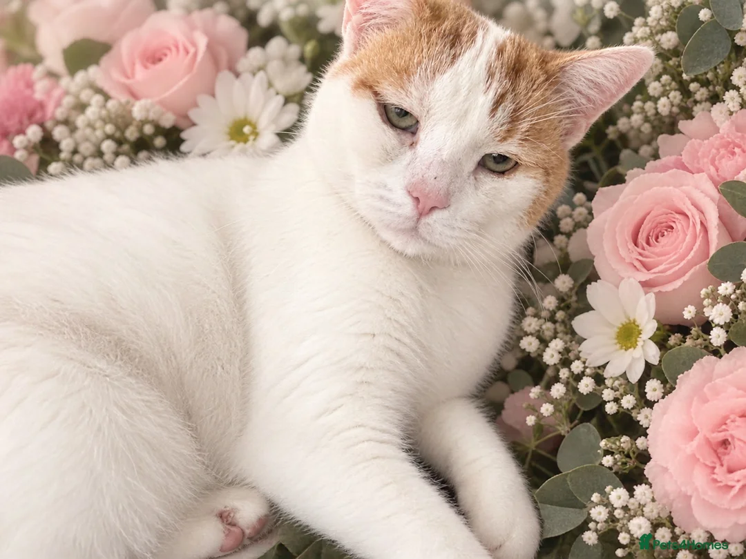 Domestic Shorthair cats for sale: Male cat for adoption  in Luton - Advert 2