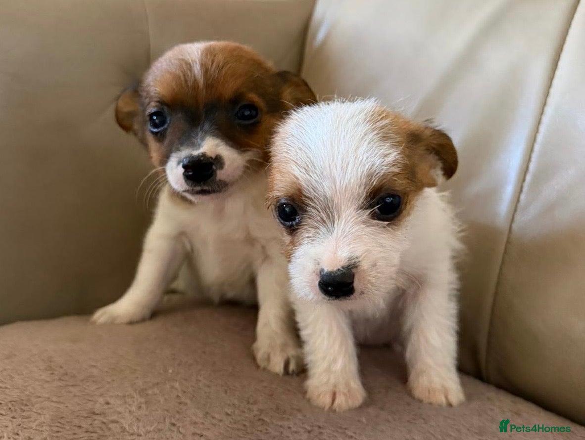 Jack Russell dogs for sale: Miniature Jack Russell’s - Advert 1