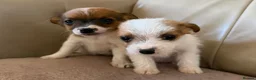 Jack Russell dogs for sale: Miniature Jack Russell’s - Advert 1