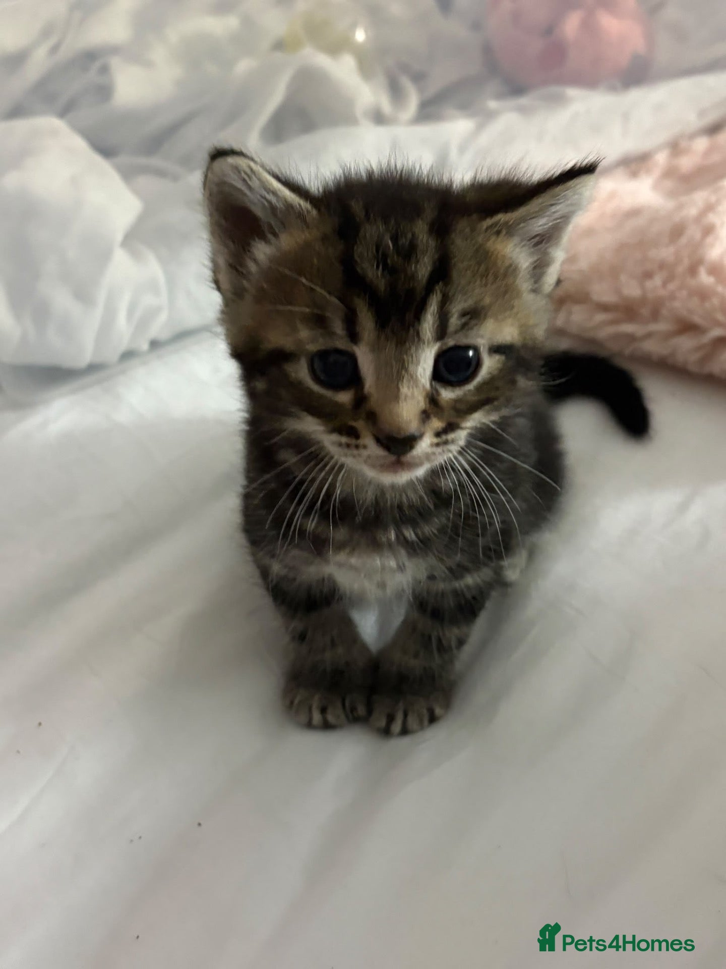 Mixed Breed cats 2 Mixbreed Boy Kittens Left - Advert 12