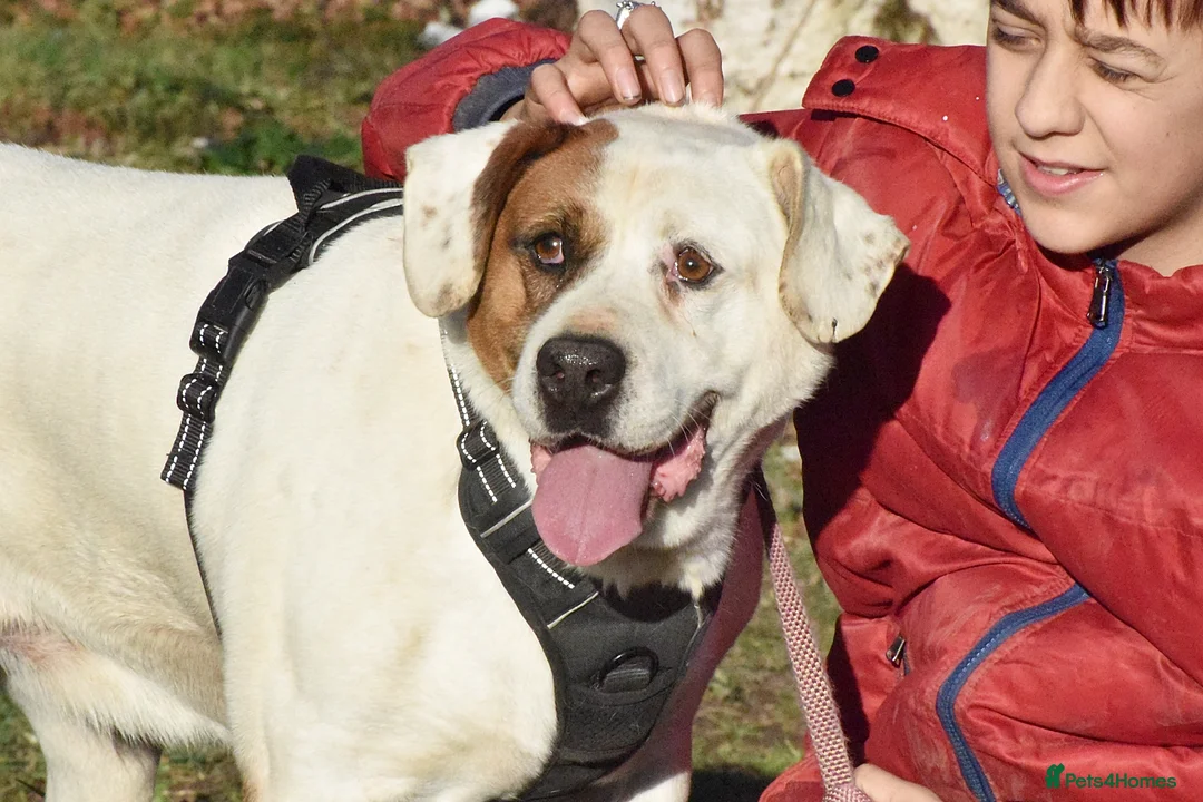 Mixed Breed dogs for adoption: Pirata - Advert 8