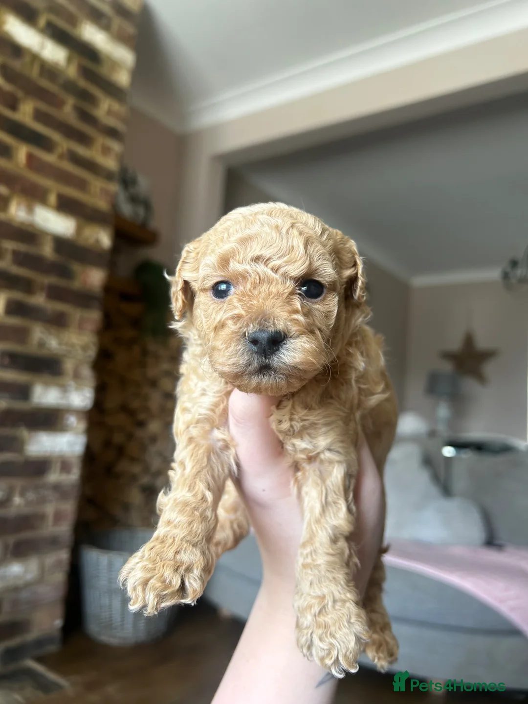 Maltipoo dogs for sale: REDUCED Beautiful maltipoos ❤️ - Advert 17