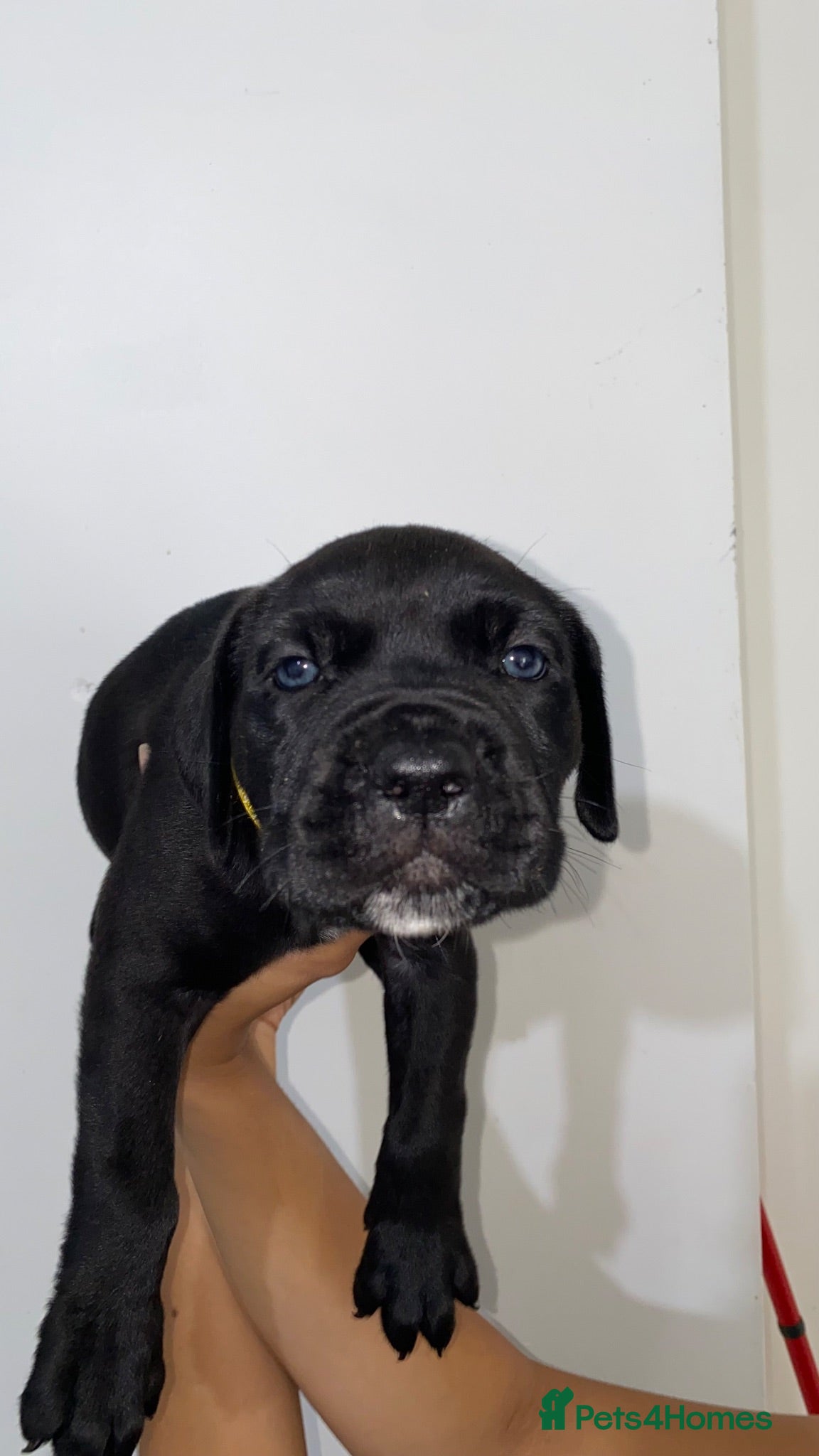 Cane Corso dogs Romanian Bloodline Cane Corso Puppies - Advert 15