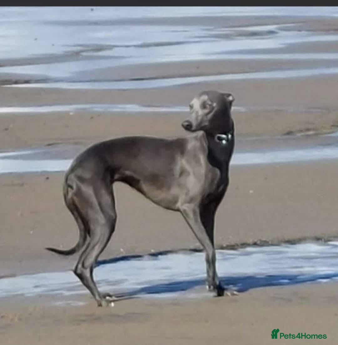 Whippet dogs Beautiful KC Registered Blue Whippet pups for sale - Advert 3