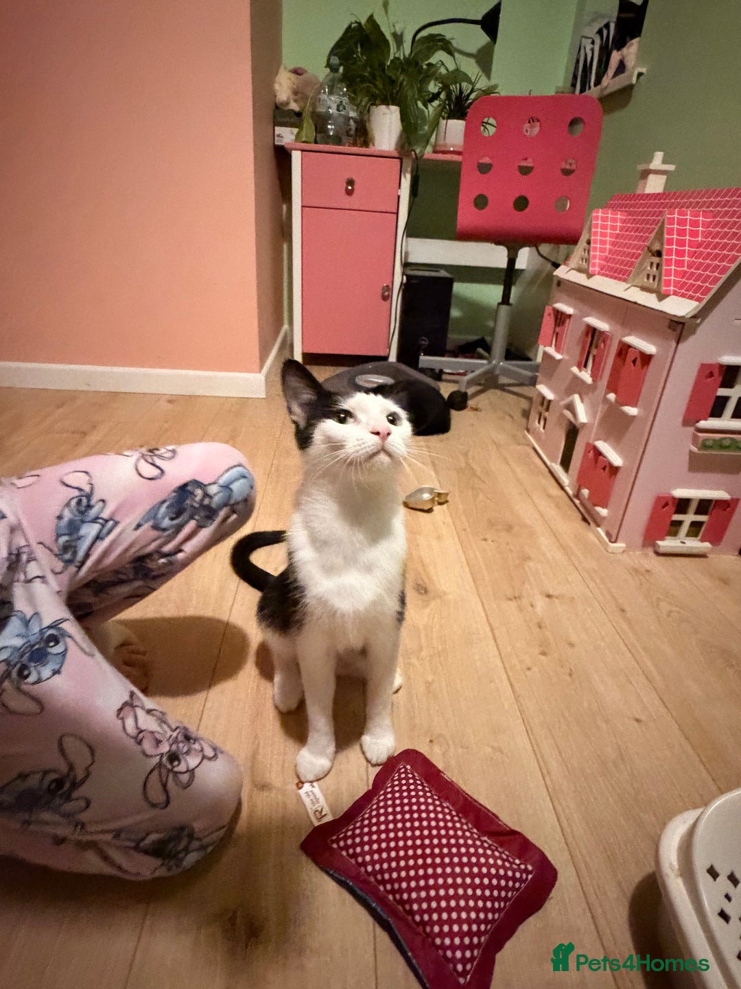 Mixed Breed cats for sale: Mother and daughter only together  - Advert 10