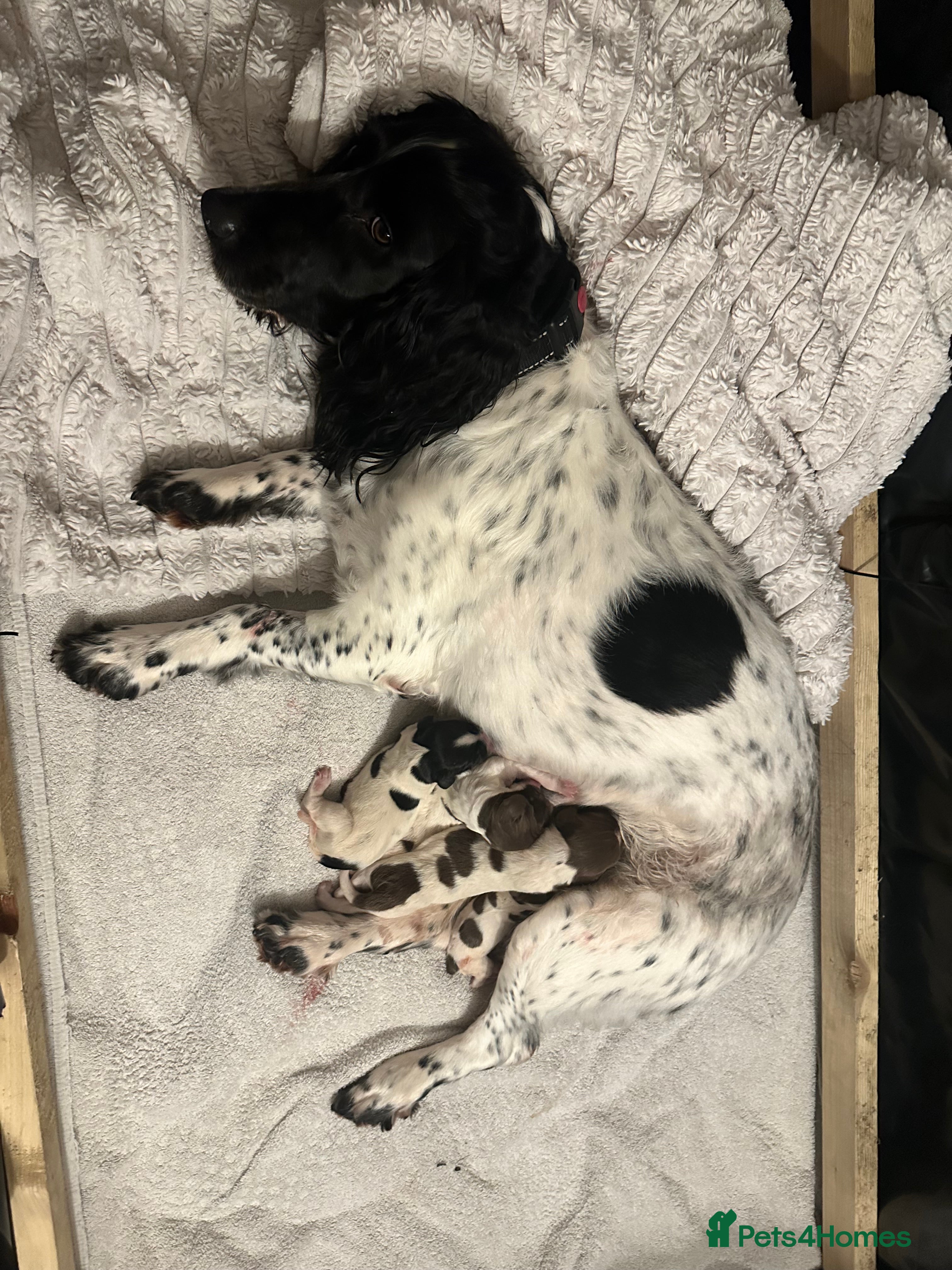English Springer Spaniel dogs Springer spaniel puppies  - Advert 11