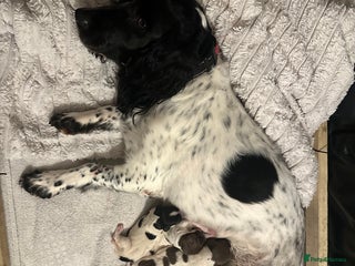 English Springer Spaniel dogs Springer spaniel puppies - Advert 2