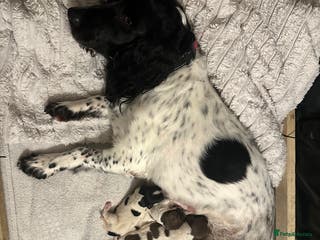 English Springer Spaniel dogs Springer spaniel puppies - Advert 3