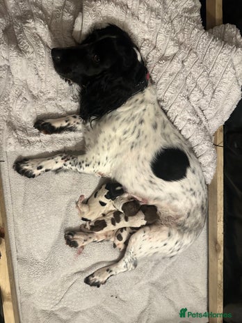 English Springer Spaniel dogs Springer spaniel puppies - Advert 1