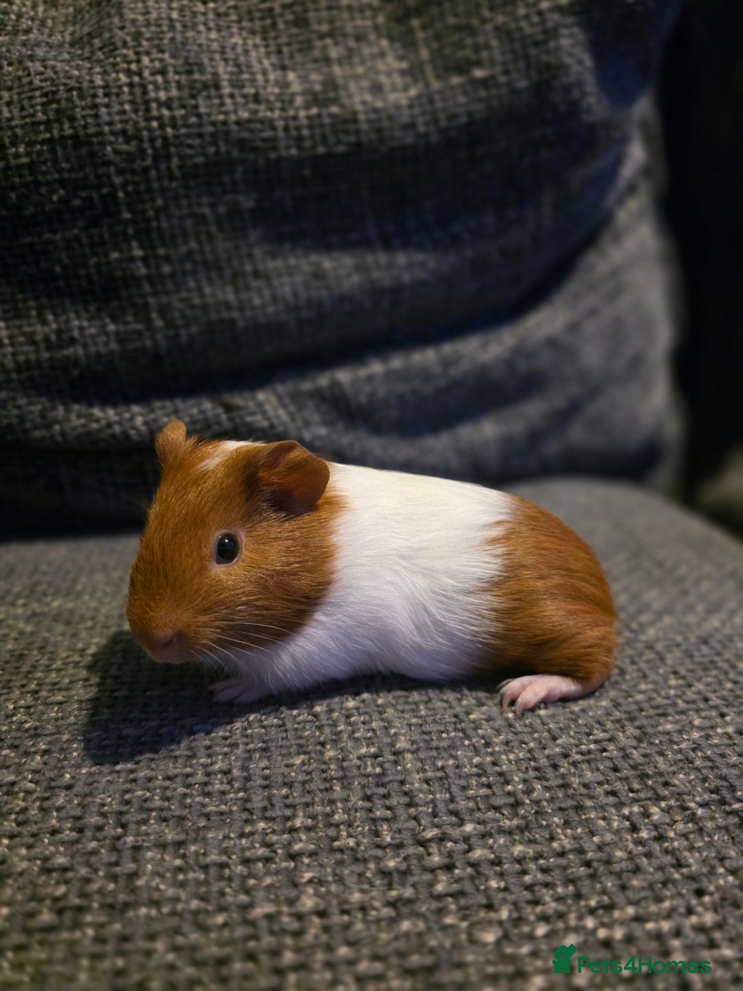 Guinea Pig rodents for sale: Boar/male guinea pigs in Weymouth - Advert 4