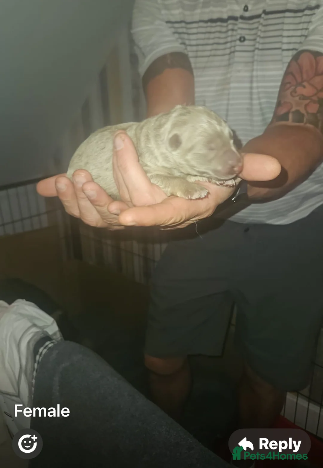 German Shepherd dogs for stud: Sabre, big strong straight backed DMclear male GSD in Stoke-on-Trent - Advert 8